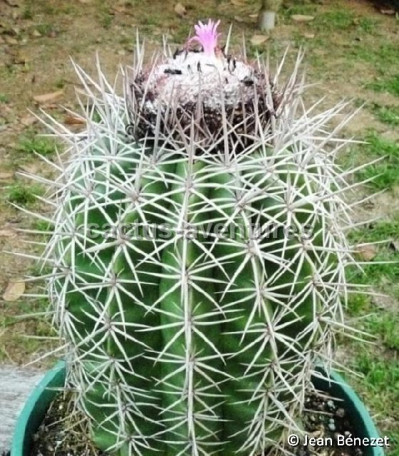 Melocactus peruvianus canetensis ©JB